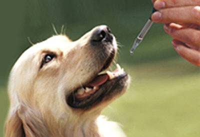 A importância do tratamento homeopático em animais